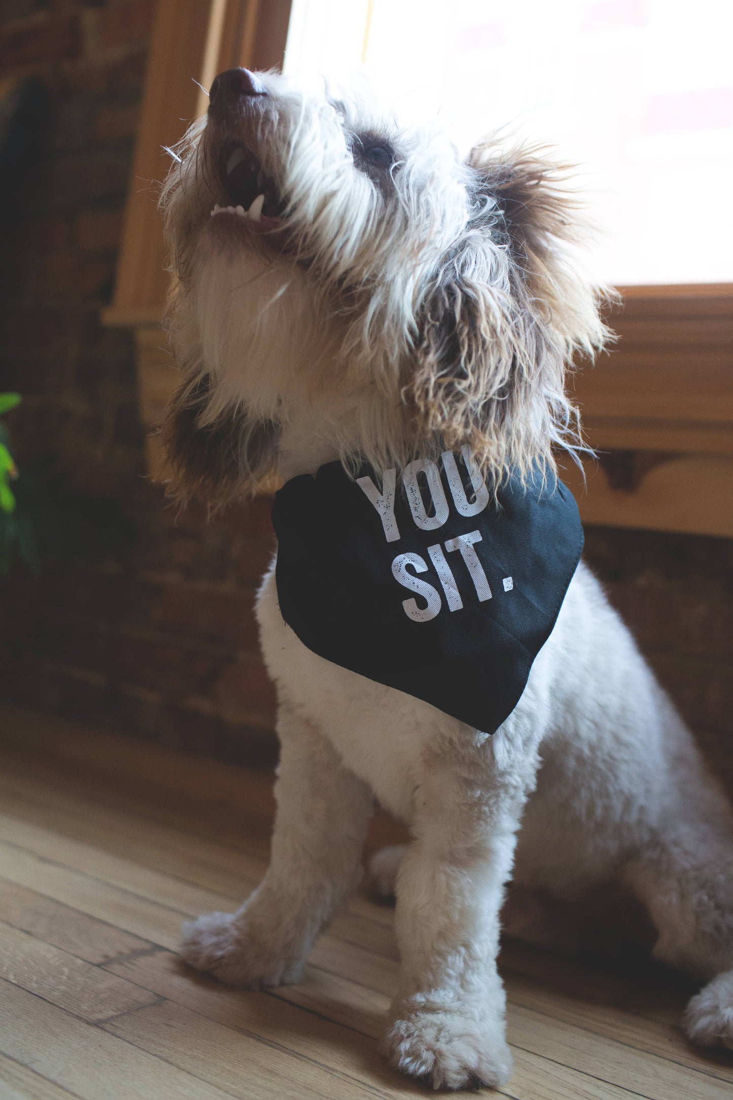 "You Sit" Pet Bandana/Collar!